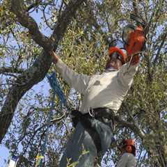 What is it called when you trim a tree?