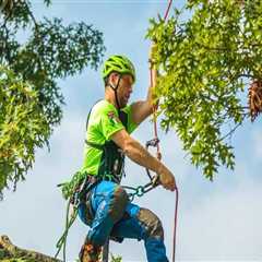 Why is tree pruning so expensive?