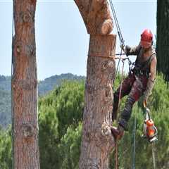 What tools does an arborist use?