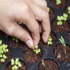 Preserving Fresh, Locally Grown, Organic Produce from Oahu