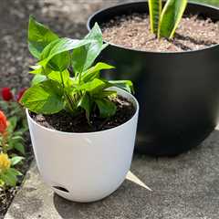 Team-Favorite Target Self-Watering Planters $1.50 Each (Easy to Use & No Green Thumb Required!)