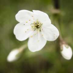 Cherry Blossoms In Pispala Garden II