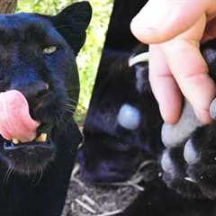 Kevin Richardson - Black Leopard Manicure? | The Lion Whisperer