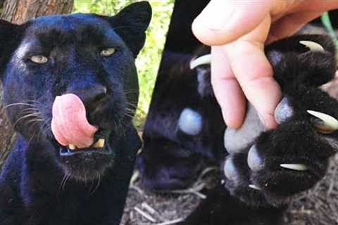 Kevin Richardson - Black Leopard Manicure? | The Lion Whisperer