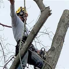 Essential Equipment For Professional Tree Removal In Louisville: What You Need To Know