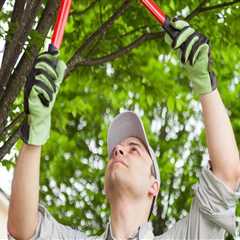 How A Landscape Contractor Can Optimize Arborist Tools Better Than DIY For Pembroke Pines Tree..