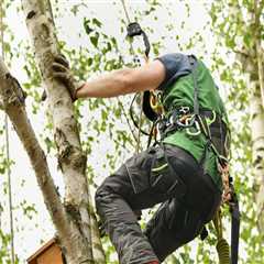 Safety First: The Importance Of Proper Tree Service Equipment For Professional Tree Care Service In ..