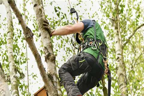 Safety First: The Importance Of Proper Tree Service Equipment For Professional Tree Care Service In ..