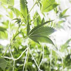The Importance of Background Checks for Employees at Dispensaries in Maricopa County, Arizona