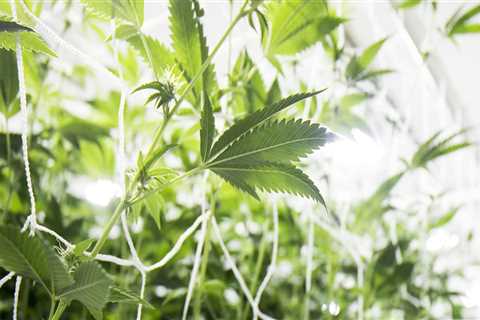 The Importance of Background Checks for Employees at Dispensaries in Maricopa County, Arizona