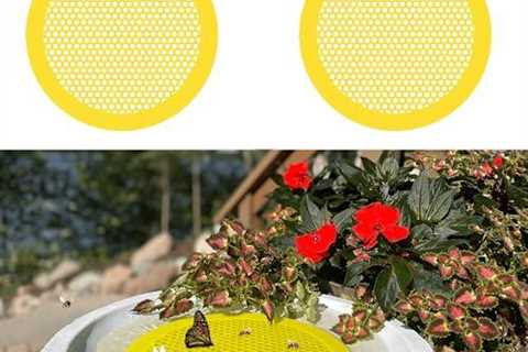 Bee Pontoon 2 Pack - Watering Station & Decor