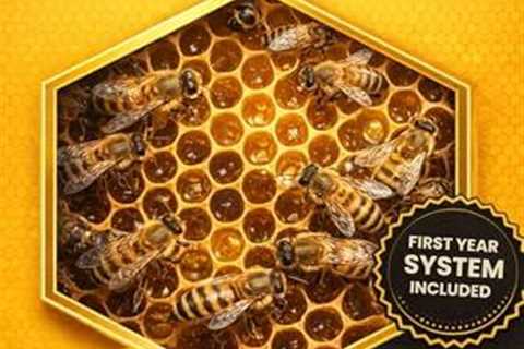 Beginner Beekeeping: Your Guide to a Healthy Hive